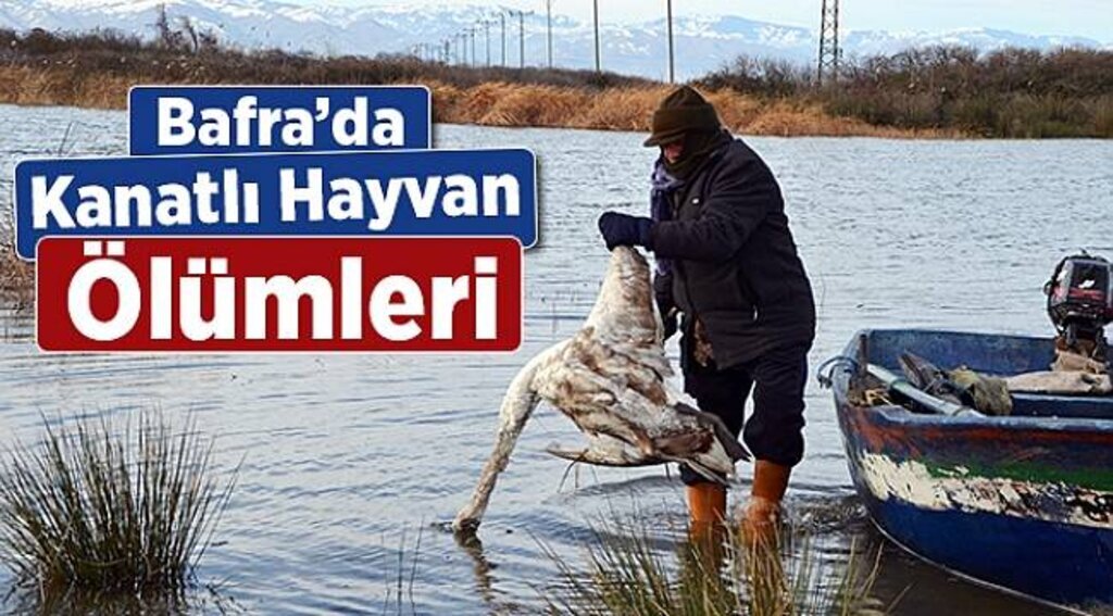 Bafra’da kanatlı hayvan ölümleri