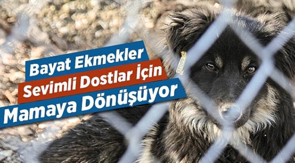 Bayat ekmekler, sevimli dostlar için mamaya dönüşüyor