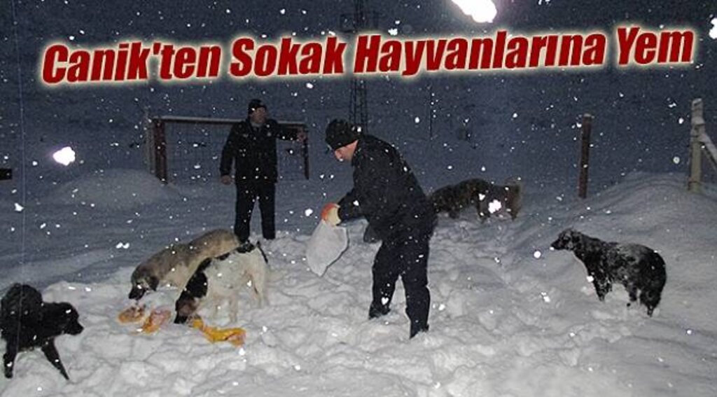 Canik'ten Sokak Hayvanlarına Yem - Samsun Haber