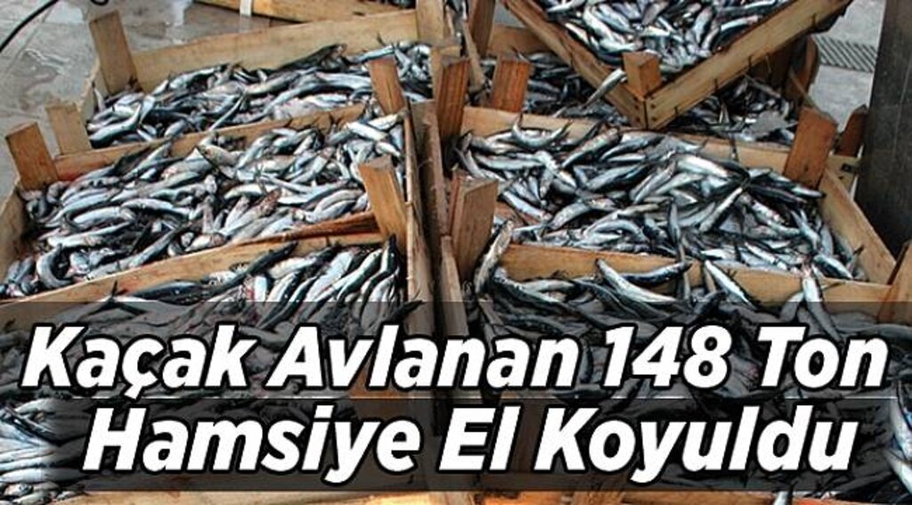 Kaçak avlanan 148 ton hamsiye el koyuldu