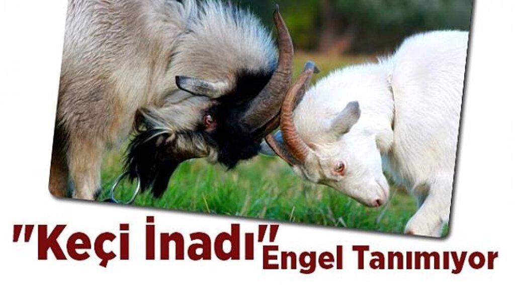 "Keçi inadı" engel tanımıyor