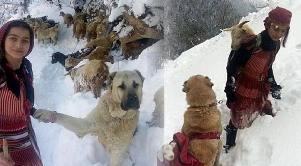Herkesin merak ettiği Rizeli 'Heidi'yi İHA buldu