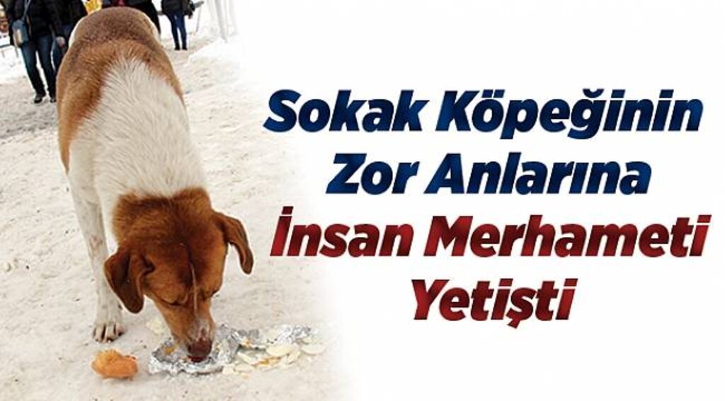 Sokak köpeğinin zor anlarına insan merhameti yetişti