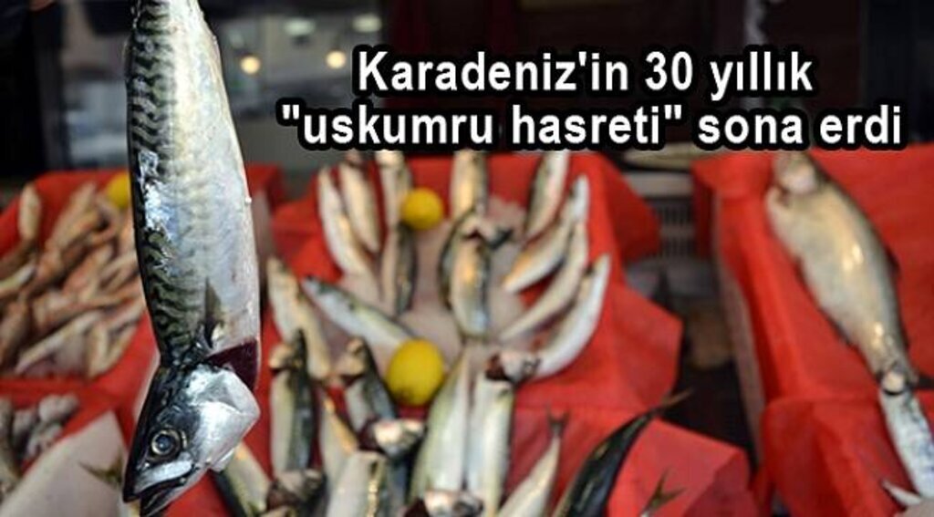 Karadeniz'in 30 yıllık "uskumru hasreti" sona erdi
