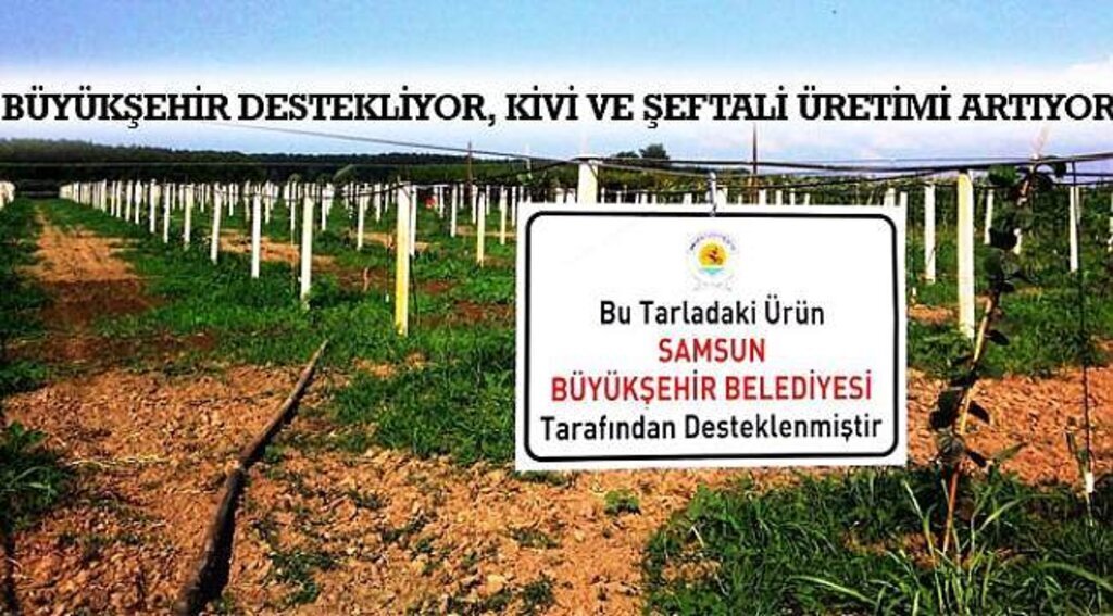 SAMSUN HABER - BÜYÜKŞEHİR DESTEKLİYOR, KİVİ VE ŞEFTALİ ÜRETİMİ ARTIYOR
