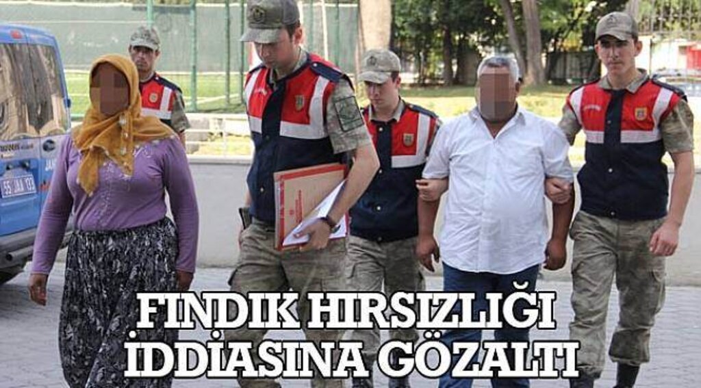 SAMSUN HABER - Fındık hırsızlığı iddiasına gözaltı