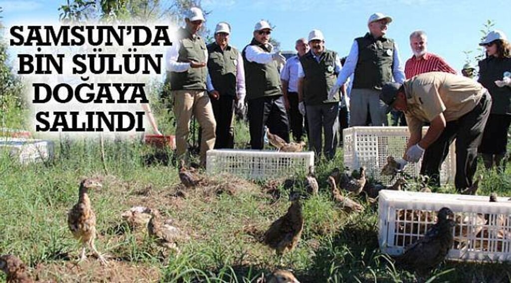 SAMSUN HABER - Samsun'da bin sülün doğaya salındı