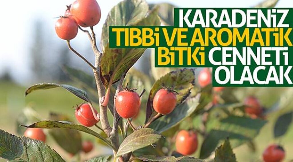 Karadeniz tıbbi ve aromatik bitki cenneti olacak