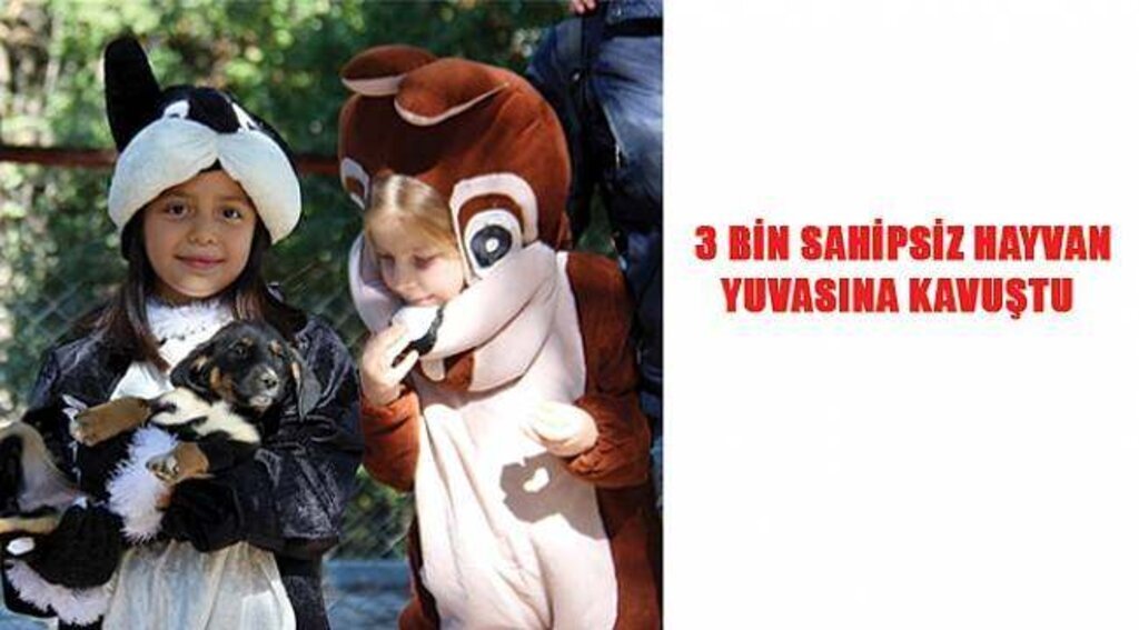 SAMSUN HABER - 4 yılda 3 bin sokak hayvanı sahiplenildi