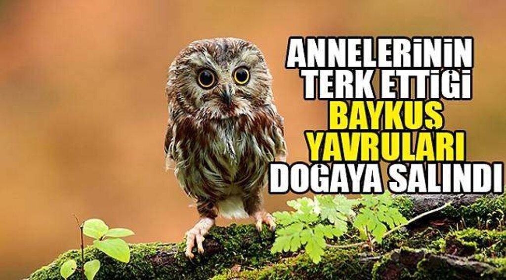 SAMSUN HABER - Annelerinin terk ettiği baykuş yavruları doğaya salındı