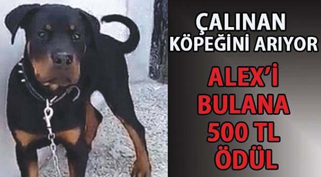 SAMSUN HABER - Çalınan köpeğinin başına ödül koydu