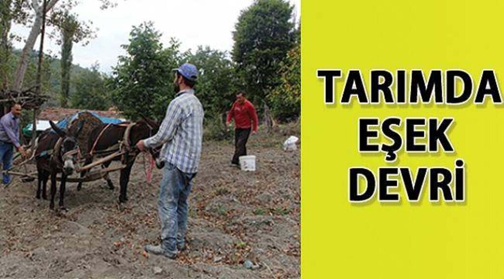 SAMSUN HABER - Eşekle tarım ilgi görüyor