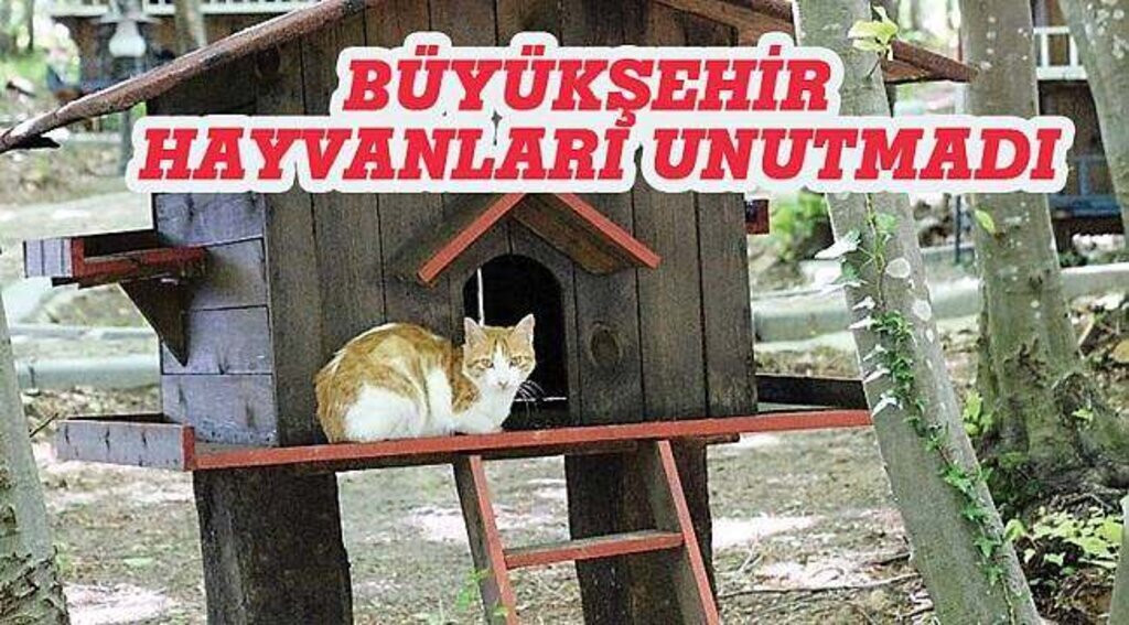 SAMSUN HABER - Hayvanlar günü için anlamlı etkinlik