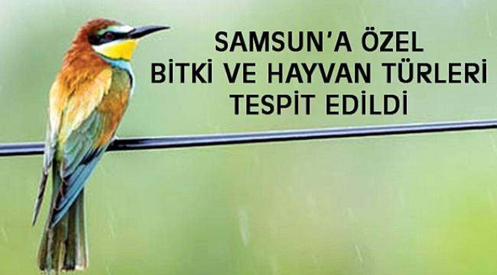 SAMSUN HABER - Samsun'a özel bitki ve hayvan türleri tespit edildi