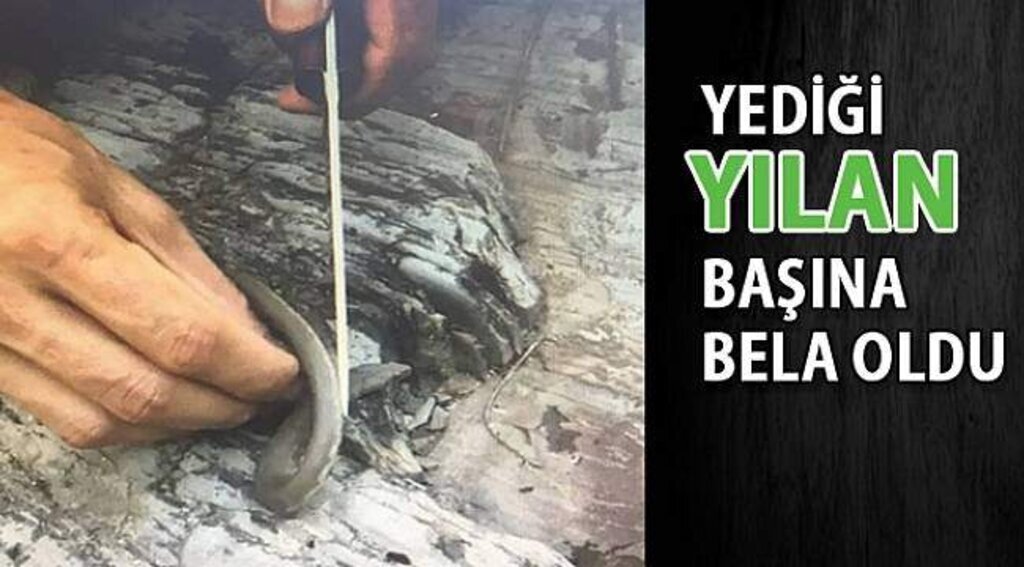 SAMSUN HABER - Yılan yedi bin 500 TL ceza kesildi