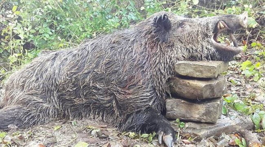 300 kilogram ağırlığındaki domuzu avladılar