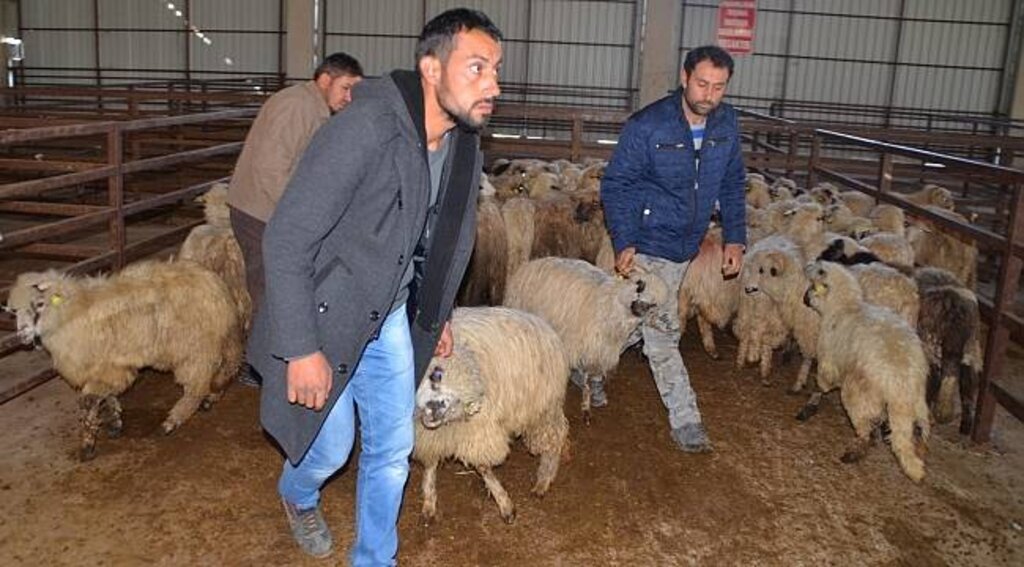 Bafra’da genç çiftçilere hibe koyun desteği