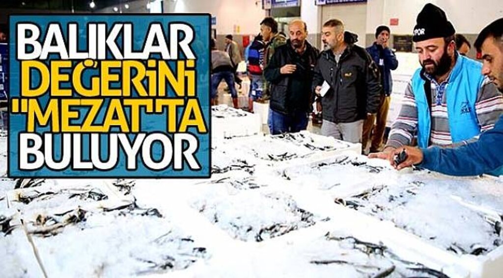 Balıklar değerini "mezat"ta buluyor