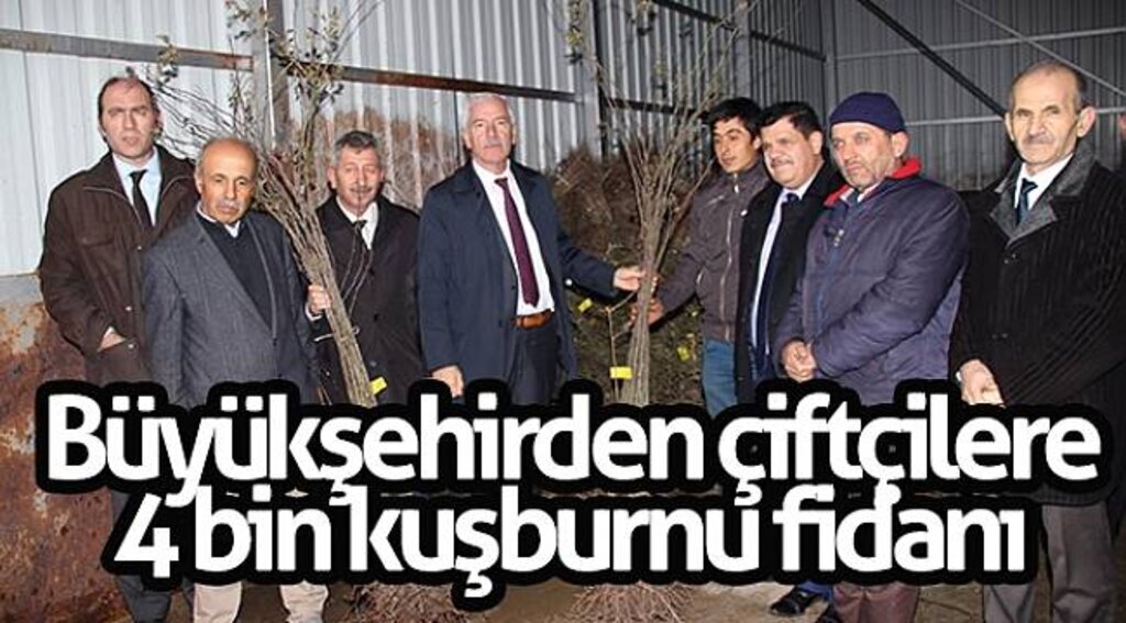 Büyükşehirden çiftçilere 4 bin kuşburnu fidanı