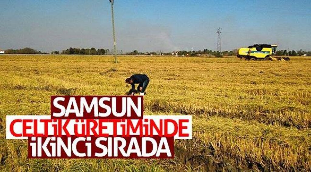 Samsun çeltik üretiminde ikinci sırada