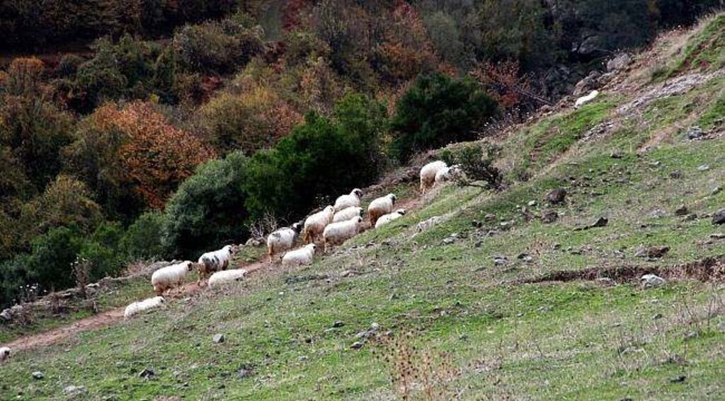 Samsun'da keçileri kaçırtan ihbar