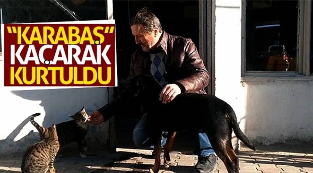 “Karabaş” kaçarak kurtuldu