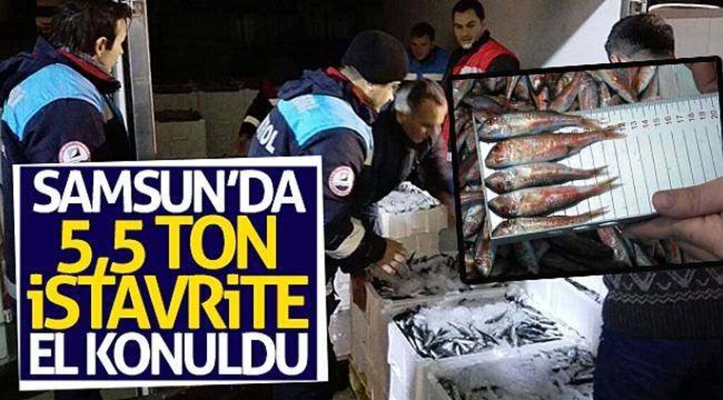 Samsun’da 5,5 ton istavrite el konuldu