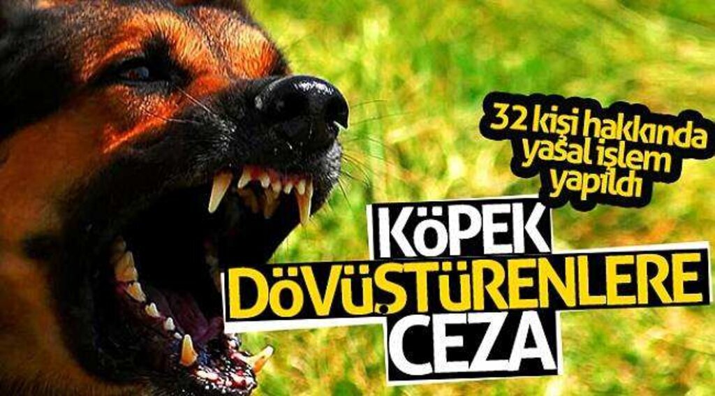 Köpek dövüştürenlere ceza