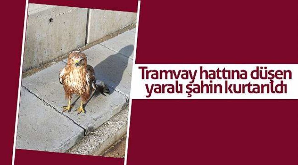 Tramvay hattına düşen yaralı şahin kurtarıldı