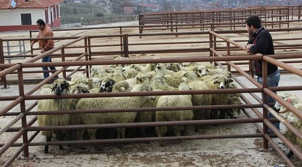 Genç çiftçilere 370 küçükbaş hayvan dağıtıldı