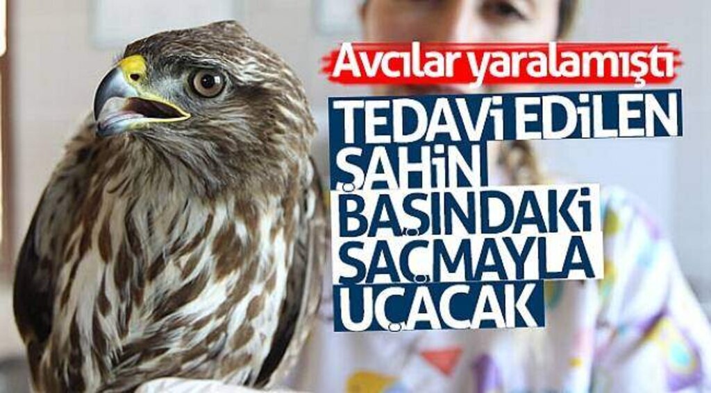 Tedavi edilen şahin başındaki saçmayla uçacak