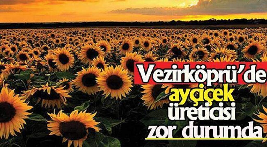 Vezirköprü'de ayçiçek üreticisi zor durumda