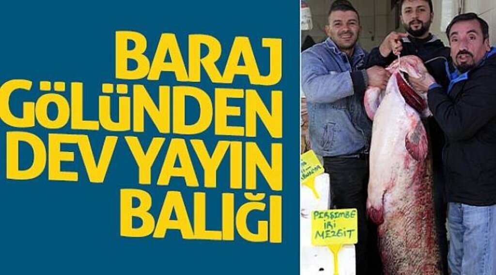 Baraj gölünden dev yayın balığı