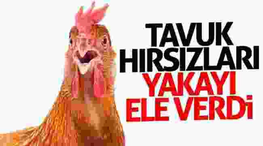 Tavuk hırsızları yakayı ele verdi