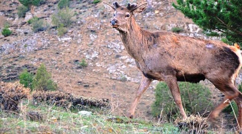 Kızıl geyikler doğaya salındı