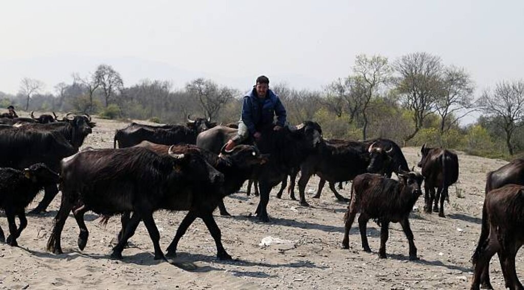 Mandaların Kızılırmak Deltası'na salımı başladı