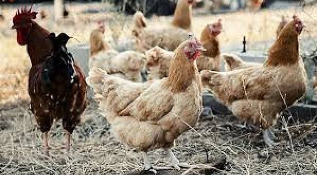 Ladik'te kuş gribi uyarısı