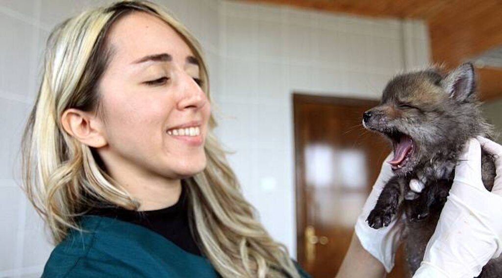 Tilki yavrularına annelik yapıyor