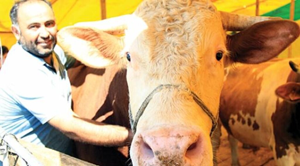 1 ton 100 kiloluk 'Paşa' 18 bin liraya satıldı