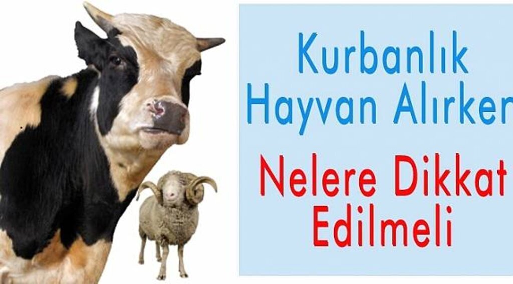 Kurbanlık hayvan alırken nelere dikkat edilmeli