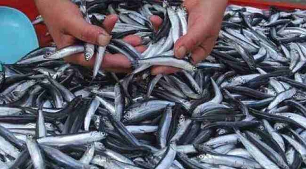 Samsun’da hamsi 8 lira