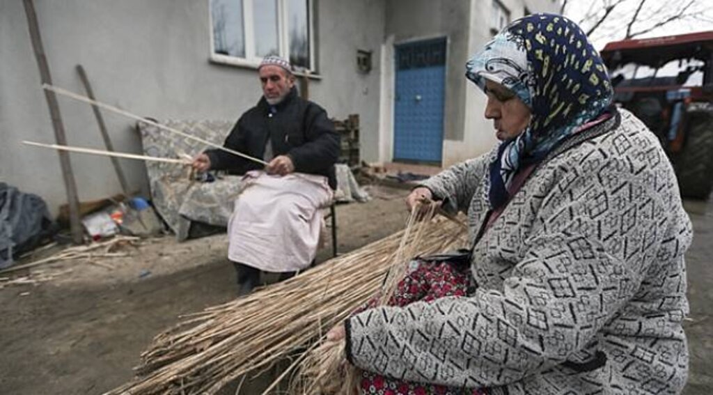 OMÜ kenevir ıslahında öncü oldu