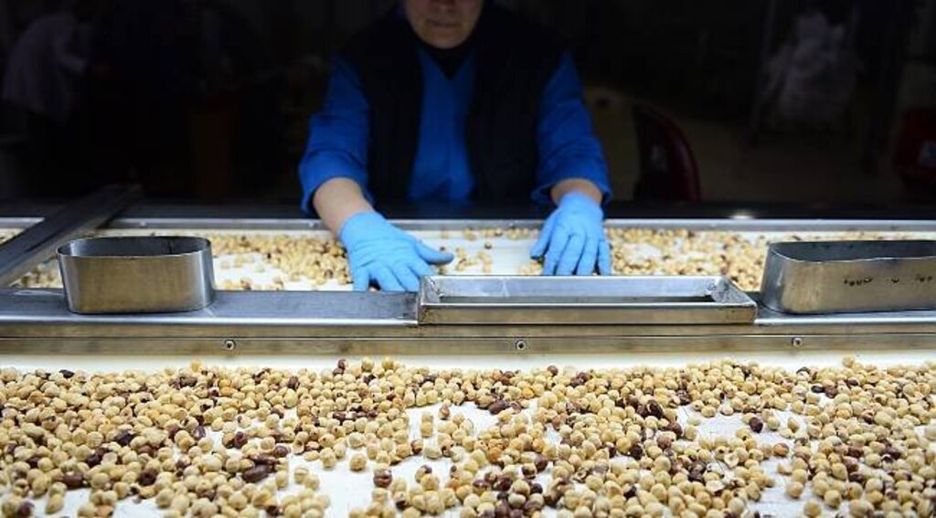 Fındığın kilogram fiyatı 14,75 liraya yükseldi