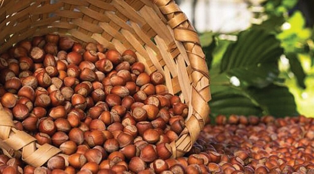 Fındık firmalarından Çin atağı