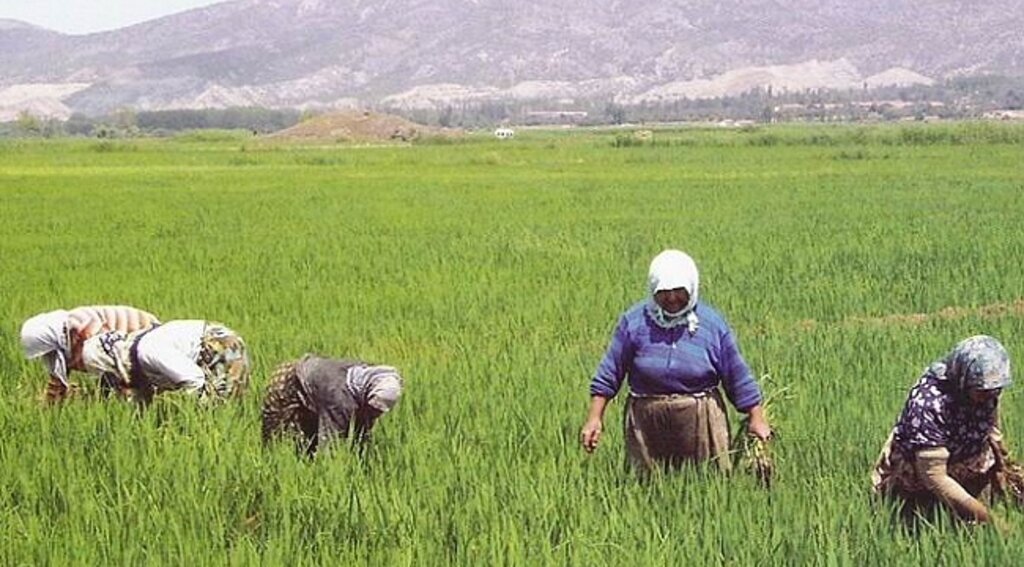 "Samsun çeltik üretiminde ikinci sırada"