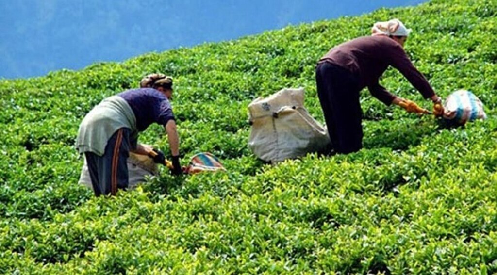 ÇAYKUR, yaş çay bedellerini ödemelerine başladı