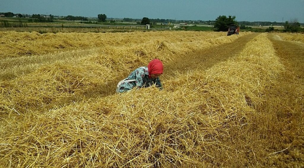 Samsun’da buğday hasadı sona erdi