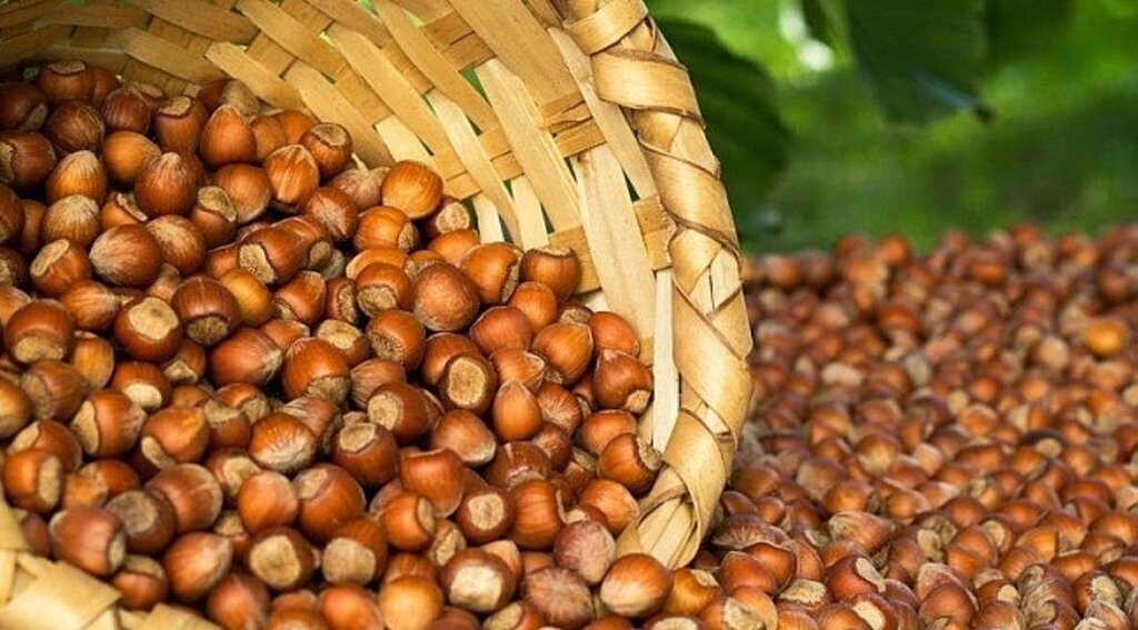Tarım Kredi de fındık alımına başladı