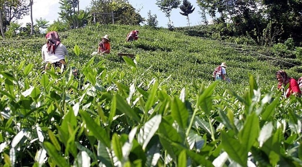Karadeniz'de sıkıntılı hasat