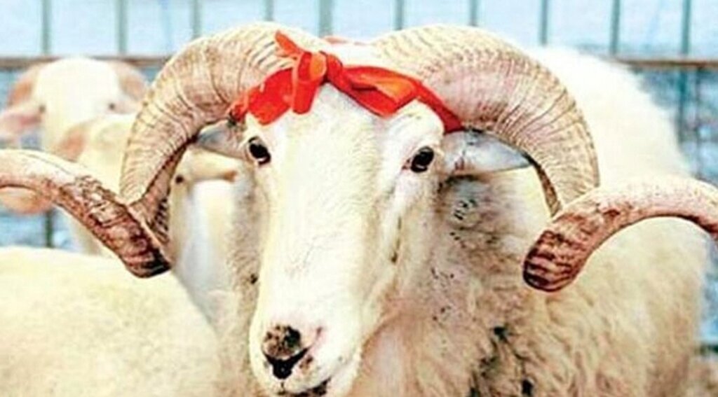 Samsun'da Kurban Bayramı önlemleri